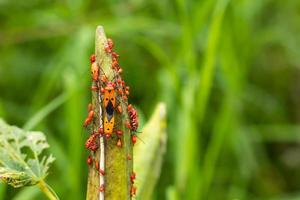 Close-up of red pests and okra pods. photo