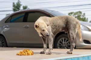 A stray dog eating snacks. photo