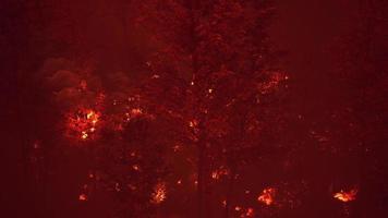 Wildfire quema la tierra en el bosque video