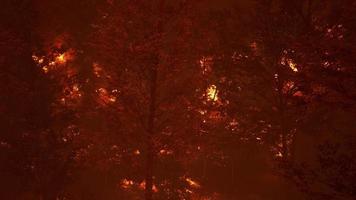 un feu de forêt brûle le sol dans la forêt video