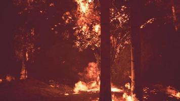 incêndio queima o chão na floresta video