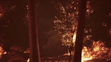 bosbrand verbrandt grond in bos video