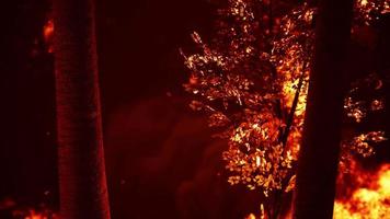 incêndio queima o chão na floresta video