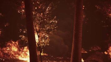 Wildfire burns ground in forest video