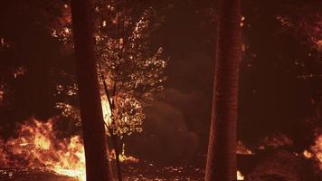 bosbrand verbrandt grond in bos video