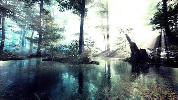 Panoramic of the forest with river reflecting the trees in the water video