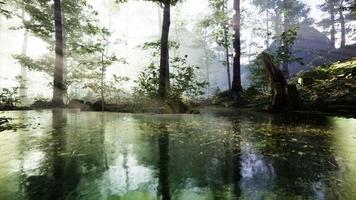 Panorama des Waldes mit Fluss, der die Bäume im Wasser widerspiegelt video