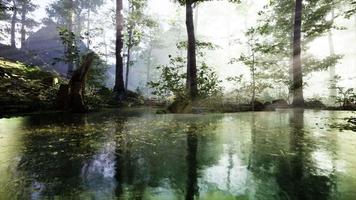 lac dans la sombre majestueuse forêt à feuilles persistantes video