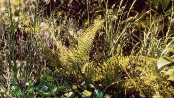 Sun shining into tropical forest video