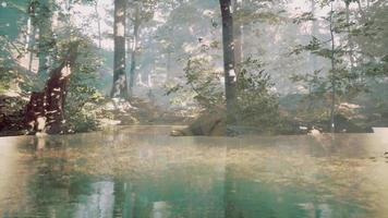 pond in a forest with fog video