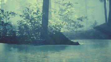 Panoramic of the forest with river reflecting the trees in the water video