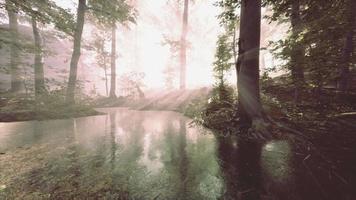 panoramisch van het bos met rivier die de bomen in het water weerspiegelt video