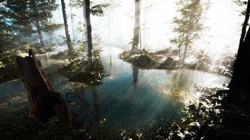 Teich in einem Wald mit Nebel video