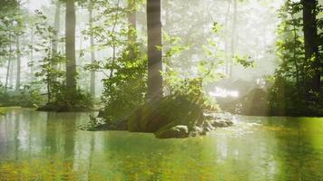panorámica del bosque con río que refleja los árboles en el agua video