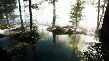 lac dans la sombre majestueuse forêt à feuilles persistantes video