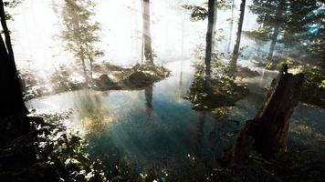 alba nebbiosa sulla foresta del lago video