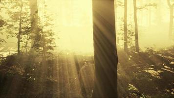 raggi di sole che cadono in una foresta nebbiosa video