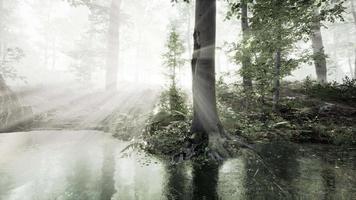 panorámica del bosque con río que refleja los árboles en el agua video