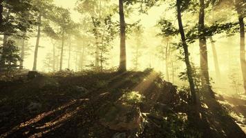 Rising sun falls into the deciduous forest on a foggy summer morning video