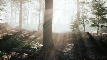 panoramisch uitzicht op het majestueuze bos in een ochtendmist video