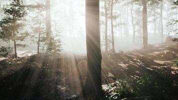 zonnestralen vallen in een mistig bos video