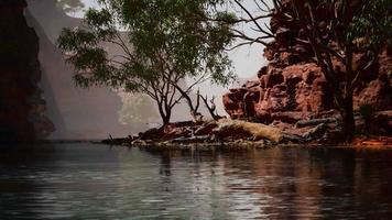 rochers du fleuve colorado avec des arbres video