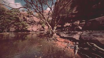 Rocks of Colorado river with trees video