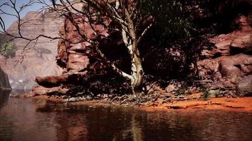 mountain river and colourful mountains of Colorado video