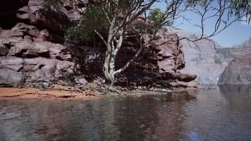 Rocks of Colorado river with trees video