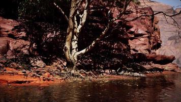 rochas do rio colorado com árvores video