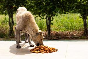 un perro callejero se para a comer comida chatarra. foto