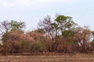 The trees are green and dry on arid rice fields. photo