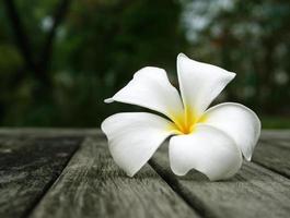 Tropical flowers frangipani on wood photo