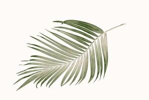 Green leaves of palm tree on white background photo