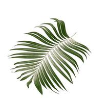 Green leaves of palm tree on white background photo