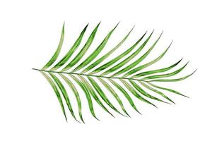 Green leaves of palm tree isolated on white background photo