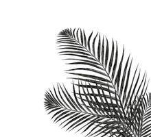 leaves of palm tree isolated on white background photo
