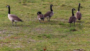 Lots of beautiful european goose birds at a lake on a sunny day photo