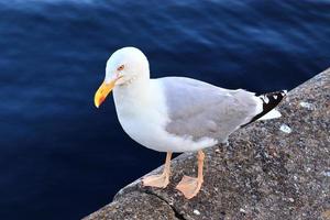 Hungry sea gull at a quay wall of the port in Kiel Germany. photo