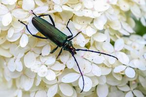 escarabajo verde de cuernos largos sentado en una flor blanca