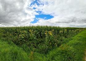 Beautiful yellow Sunfluwers in a rural environment on a sunny day. photo
