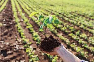 The woman's hands hold a small seedling of soy. concept of agribusiness photo