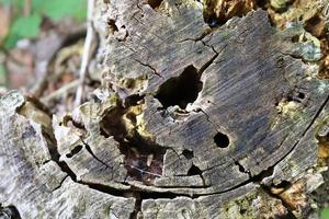 Close up view on different wood surfaces of planks logs and wooden walls in high resolution photo