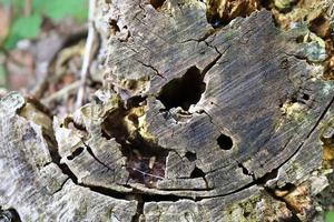 vista de cerca en diferentes superficies de madera de troncos de tablones y paredes de madera en alta resolución foto