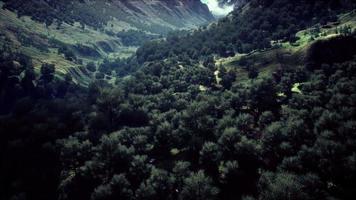 Aerial forest scenery European Fores