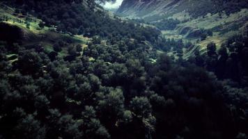 forêts sans fin en journée ensoleillée avec perspective en couleur video