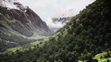 luftwald landschaft europäisch fores video
