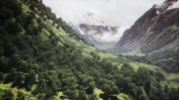 Endless forests in sunny day with perspective in color video