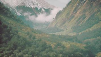 foreste infinite in una giornata di sole con prospettiva a colori video