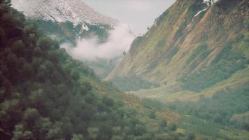 shot of a creek in the middle of green woods surrounded by hills video